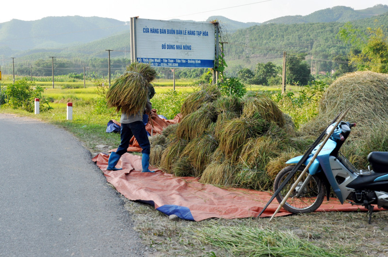 Nông dân xã Yên Than(Tiên Yên) thu hoạch vụ lúa mùa năm 2019. Ảnh chụp ngày 16/10/2019