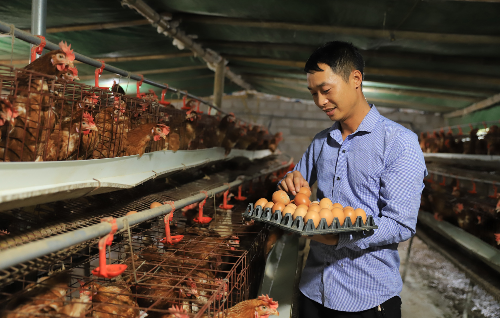 Mô hình nuôi gà bán công nghiệp đã giúp anh La Ngọc Trung chẳng những thoát nghèo mà còn vươn lên làm giàu chính đáng.
