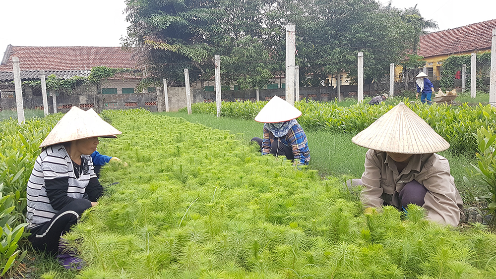 Trung tâm khoa học và sản xuất lâm nông nghiệp Quảng Ninh chậm lương của 48 lao động 