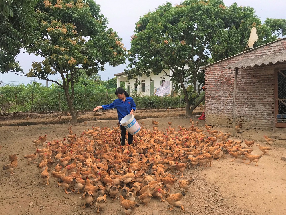 Mô hình nuôi gà đem lại hiệu quả kinh tế cao của gia đình chị Lê Thị Nhiên, thôn An Lợi, xã Quảng Lợi, huyện Đầm Hà. 