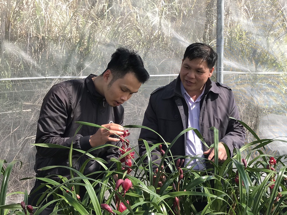 Mô hình trồng hoa lan được gia đình anh Chìu A Tài, thôn Sú Cáu, xã Húc Động, huyện Bình Liêu (bên trái) trồng thử nghiệm, dự kiến nhân rộng trong năm 2020. 