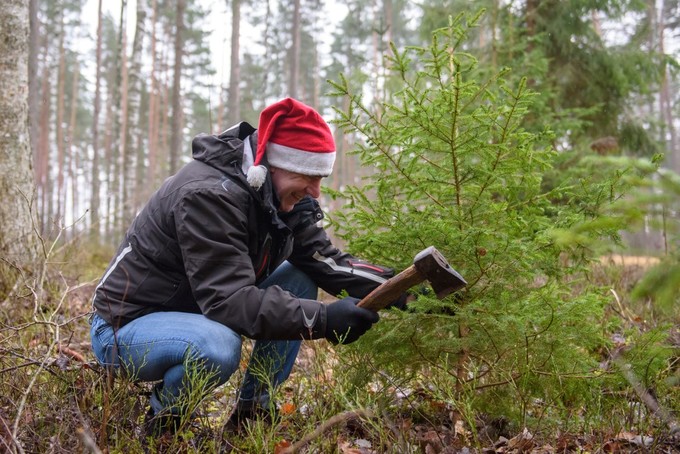 Một người đàn ông chặt cây thông Giáng sinh ở khu rừng tại Ozolnieki, Latvia. Ngay trước lễ Giáng sinh, chính phủ Latvia đã mời tất cả người dân vào rừng để chặt cây thông cho mình theo truyền thống thường niên đã tồn tại 25 năm nay.