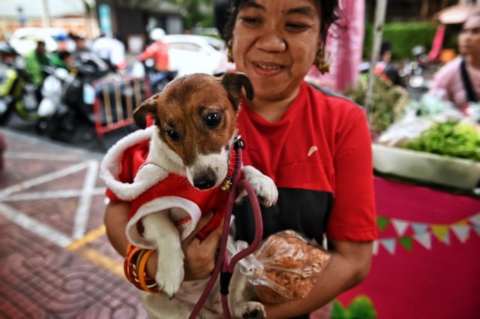 Một chú chó cũng được mặc áo đỏ đón Giáng sinh ở thủ đô Bangkok, Thái Lan.