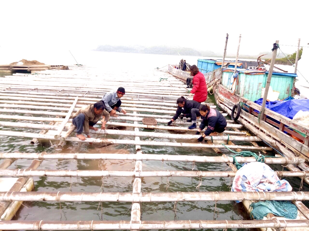 Hiện Lê Thị Hải nuôi ngao hai cùi với quy mô khoảng 20.000 lồng, sản lượng khoảng 40 tấn/năm.