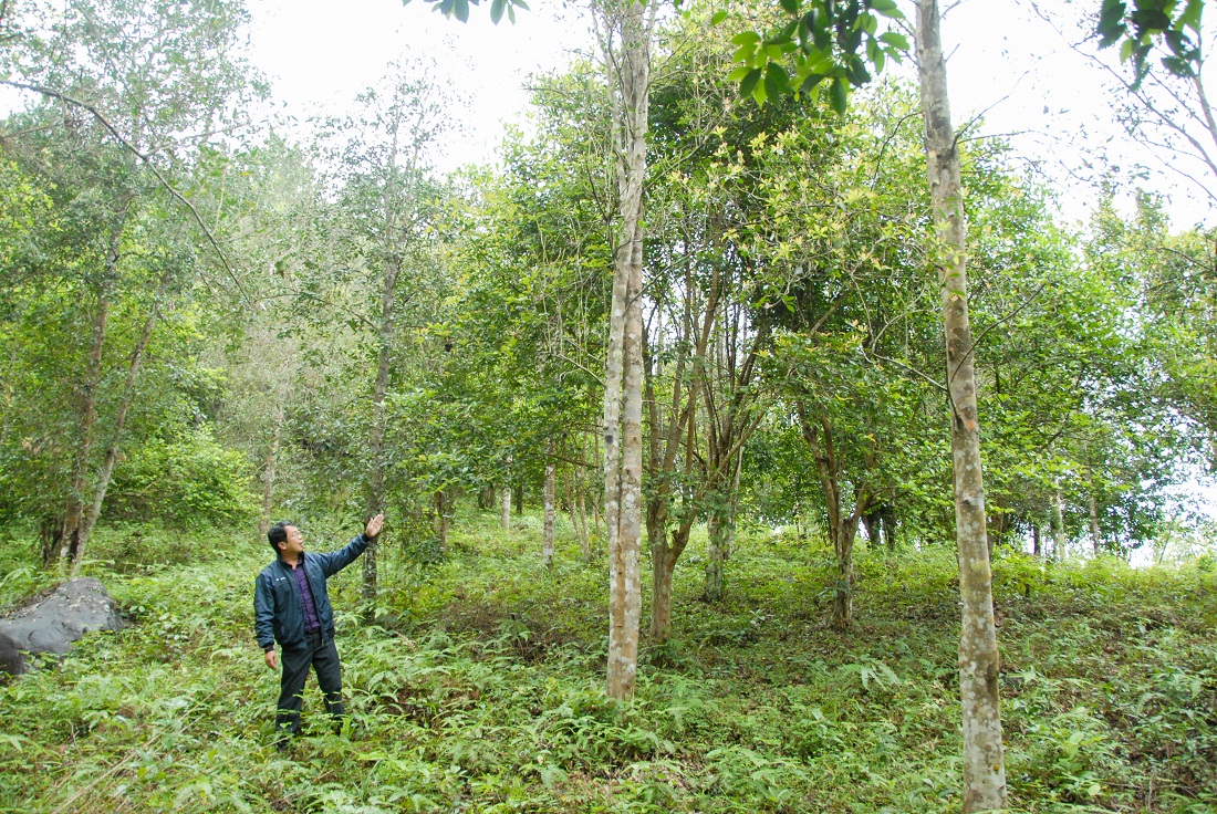 Những rừng hồi, quế đã tạo nguồn thu nhập khá cho người nông dân vùng cao Hoành Mô (huyện Bình Liêu).