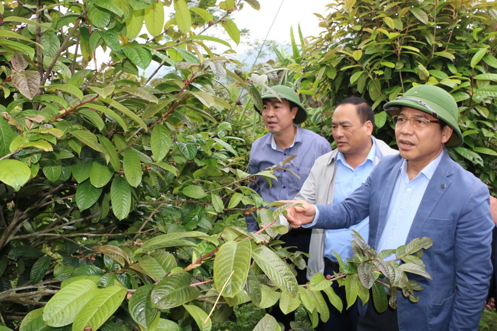 Phó Chủ tịch Thường trực UBND tỉnh Đặng Huy Hậu thăm mô hình trồng cây dược liệu tại 