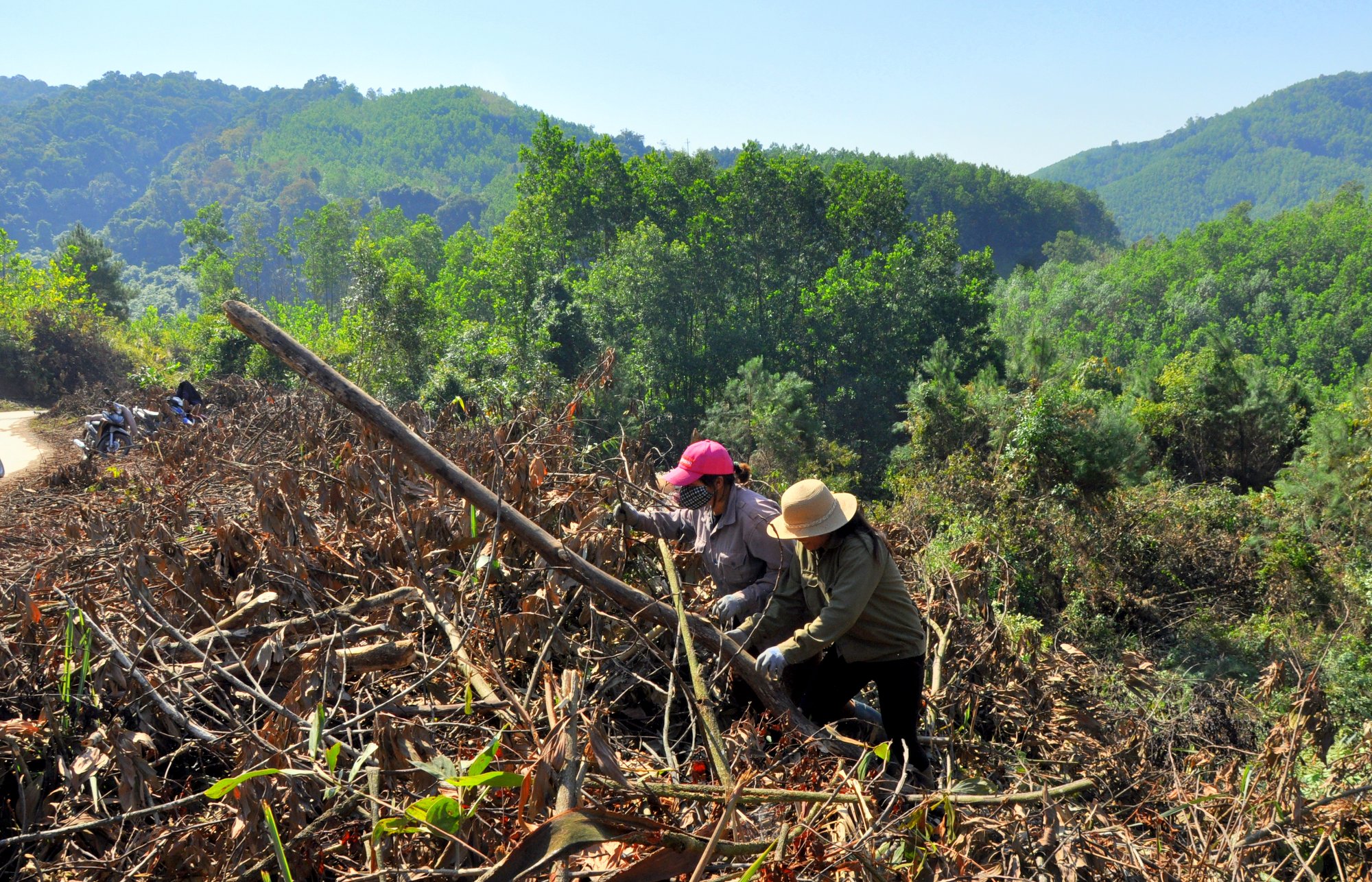 Người dân xã Lương Mông, huyện Ba Chẽ tận thu cành, lá, cây keo nhỏ, chuyển hóa dần diện tích sang trồng rừng gỗ lớn các loại cây thông, dổi. Tháng 12/2019.