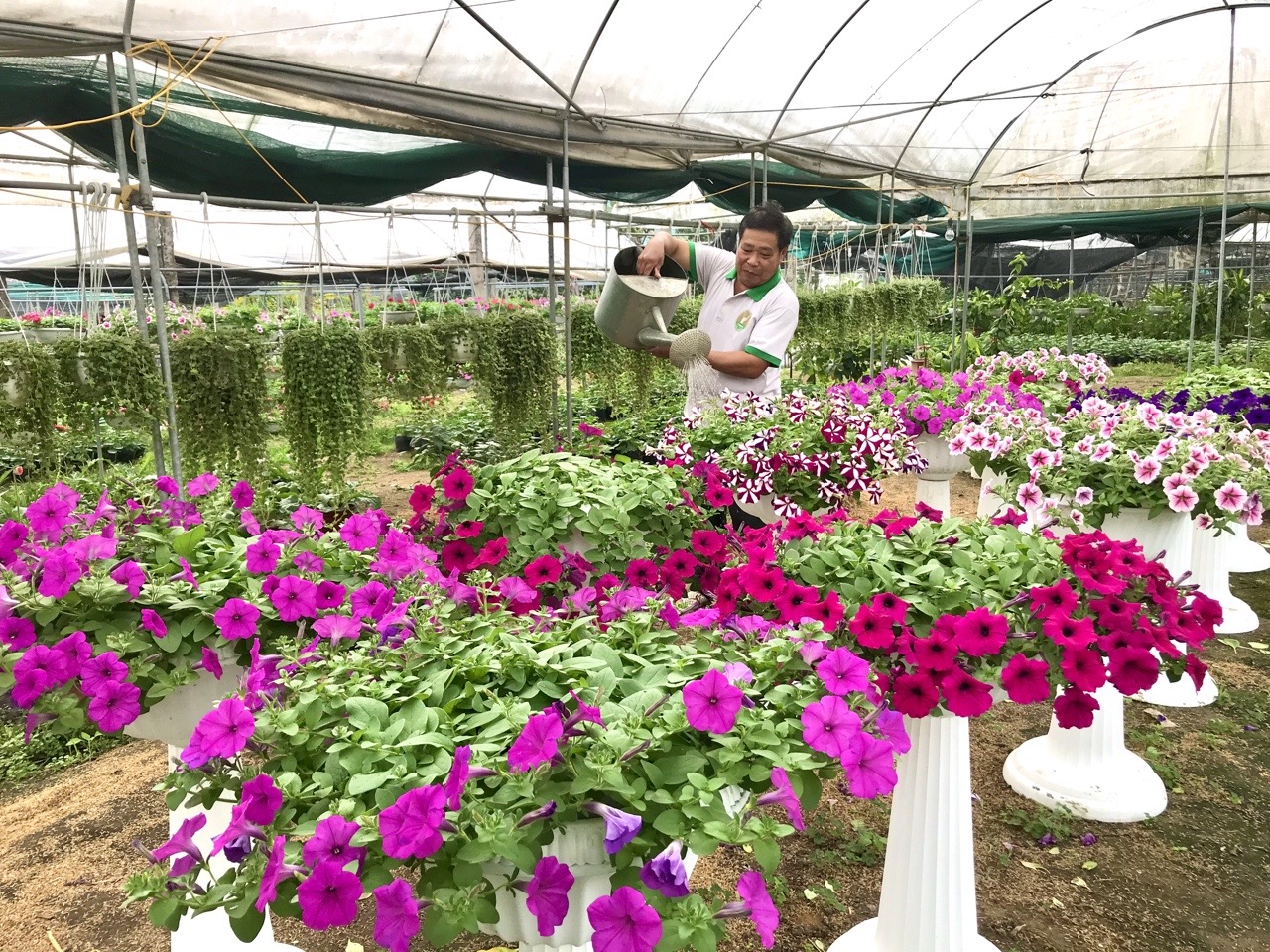 Người dân thị trấn Trới chăm sóc hoa phục vụ thị trường Tết Nguyên đán. 