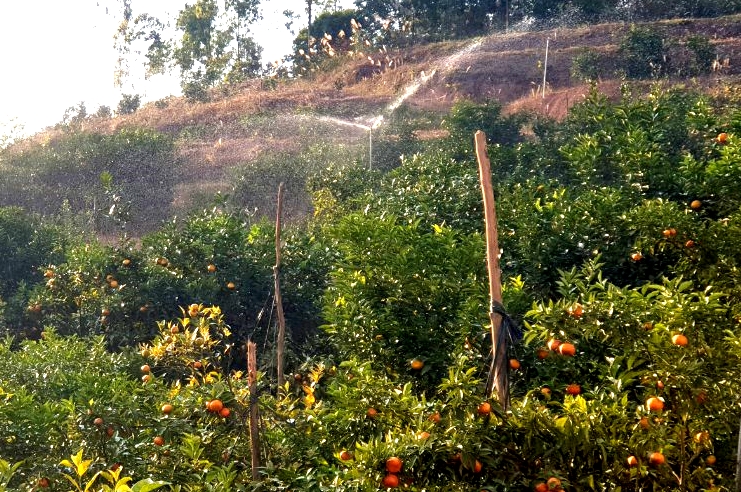 Hệ thống tưới nước tự động được ông Quảng mạnh dạn đầu tư cho trang trại cam của mình.