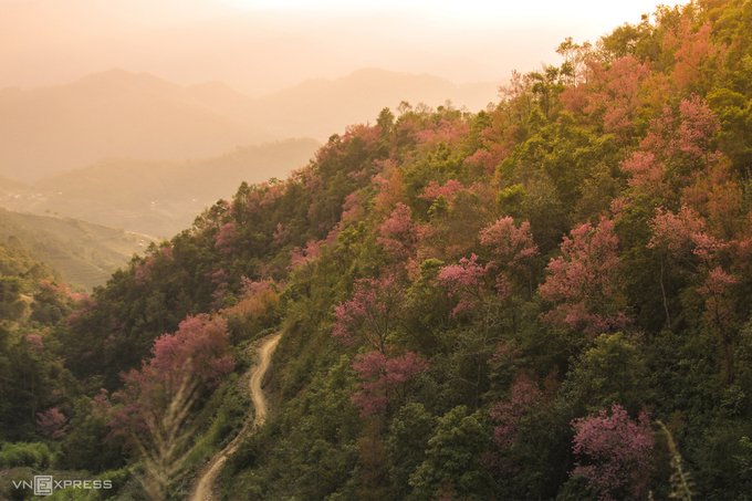 Cuối tháng 12, hoa đào rừng ở Mù Cang Chải đua nở, phủ sắc hồng trên những vạt rừng vùng cao. Trong tiếng Mông, loài hoa này được gọi là “tớ dầy”,  mọc tự nhiên ở các xã Nậm Khắt, Púng Luông hay Dế Xu Phình.