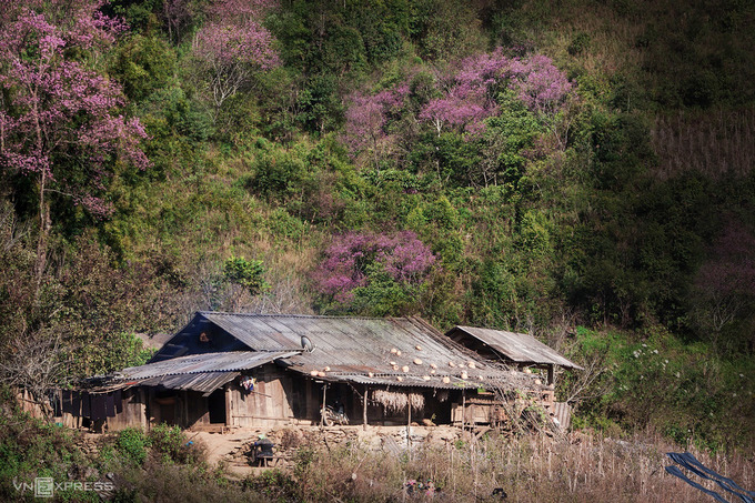 Đào rừng khoe sắc bên căn nhà gỗ của người Mông tại bản Trống Tông, xã La Pán Tẩn.