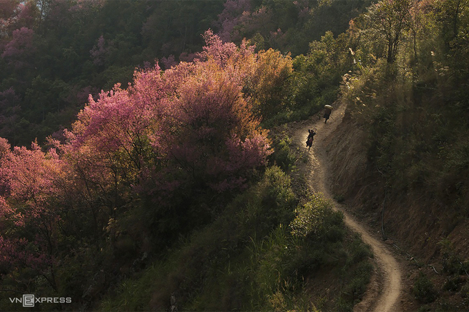 Ngoài mùa nước đổ, lúa chín trên ruộng bậc thang, Mù Cang Chải còn thu nổi tiếng bởi vẻ đẹp của hoa đào rừng. Đối với các nhiếp ảnh gia, đây là thời gian lý tưởng để chụp ảnh mùa hoa nở rực rỡ nhất.