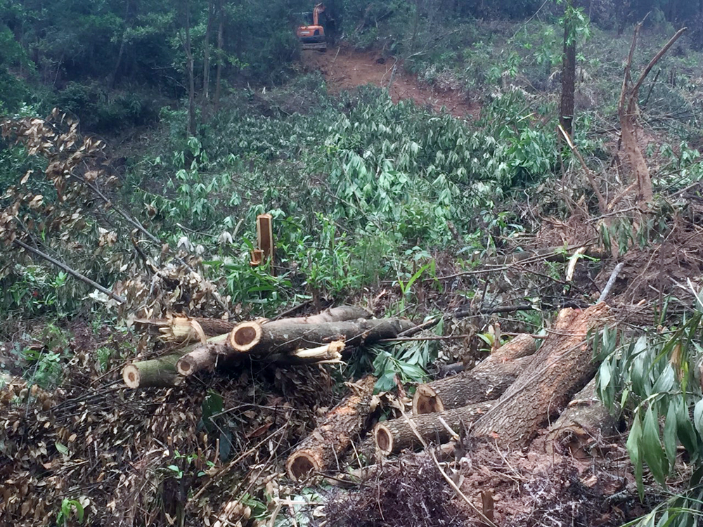 Hàng chục ha rừng đang được khai thác trong khi chưa xác định được chủ rừng?