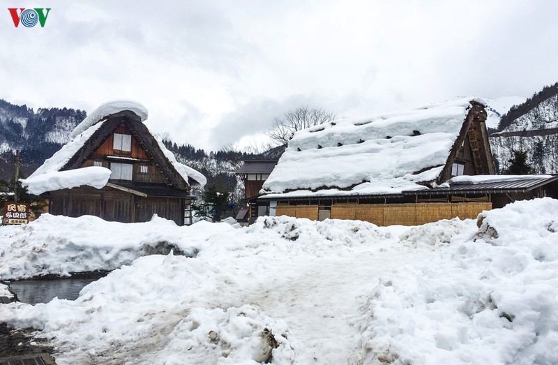 Tuyết rơi trắng xóa phủ kín khắp làng, từ sườn núi xuống đến vườn cây. Mái nhà kiểu gassho có mái rơm dày đến 50cm khiến tuyết ít đọng lại, giúp chống đỡ cái lạnh cho người dân.