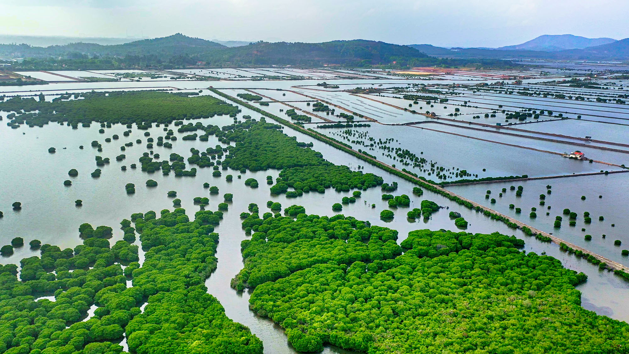 Quảng Yên có 2.671ha rừng ngập mặn.