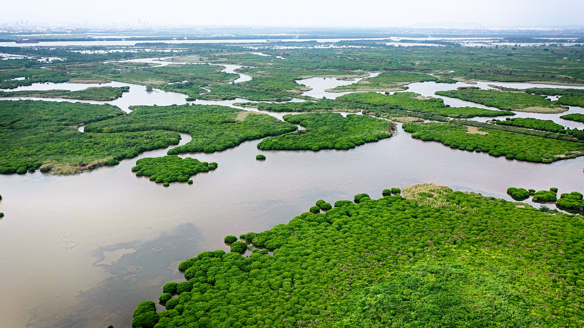 rừng ngập mặn (mangrove forest): Rừng ngập mặn không chỉ mang lại khung cảnh đẹp mắt mà còn đóng vai trò quan trọng trong sinh thái học. Rừng ngập mặn đã và đang bảo vệ các vùng ven biển tránh được tác động của xoáy bão và là nơi sinh sống của rất nhiều loài động thực vật quý hiếm. Hãy khám phá hình ảnh này và để đắm mình vào không gian yên tĩnh của rừng ngập mặn.