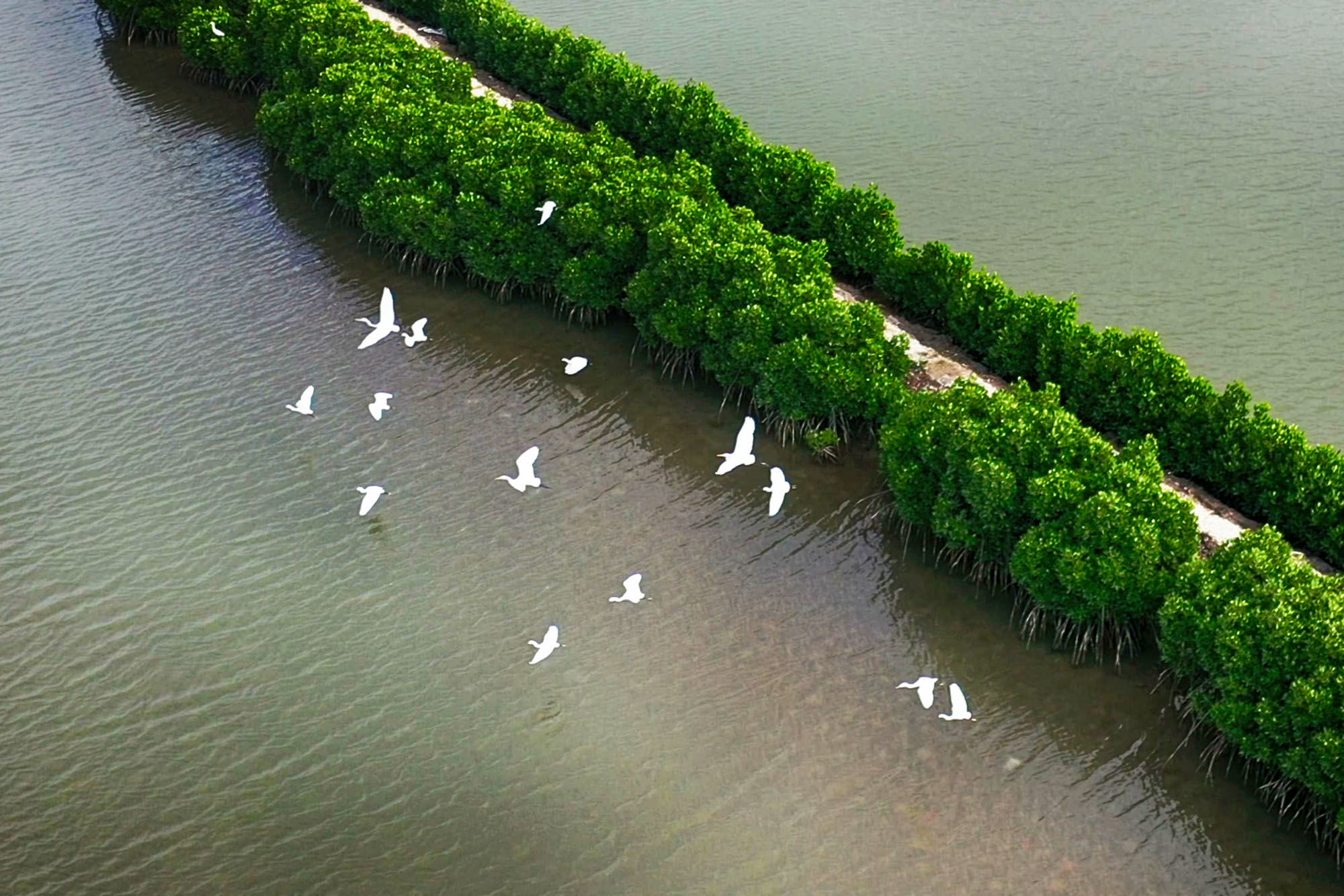 Những cánh cò bay trên rừng ngập mặn tạo nên cảnh sắc yên bình.