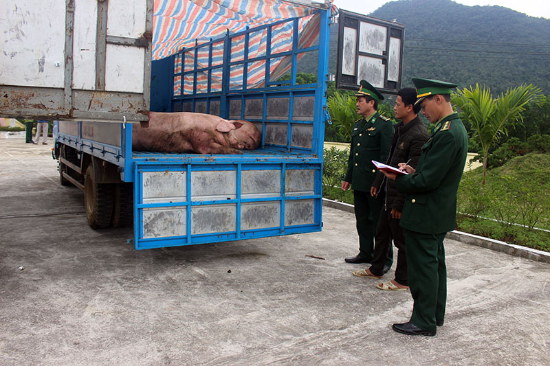 Đồn biên phòng Quảng Đức tiến hành kiểm tra phương tiện và số lợn thịt do đối tượng Tằng A Sy vận chuyển