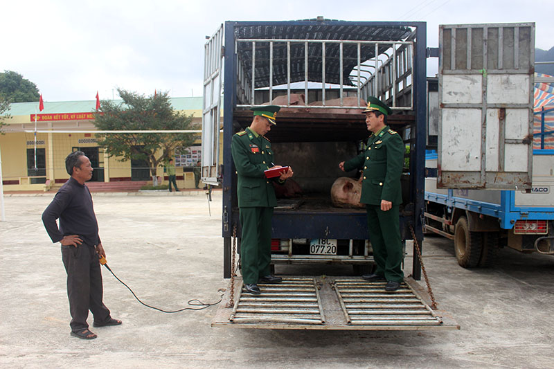 Đồn biên phòng Quảng Đức tiến hành kiểm tra phương tiện và số lợn thịt do đối tượng Nguyễn Xuân Cường vận chuyển