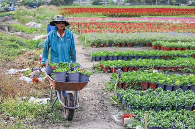 Ông Nguyễn Văn Chính (50 tuổi, chủ vườn) di chuyển hoa về các luống trên xe rùa. 