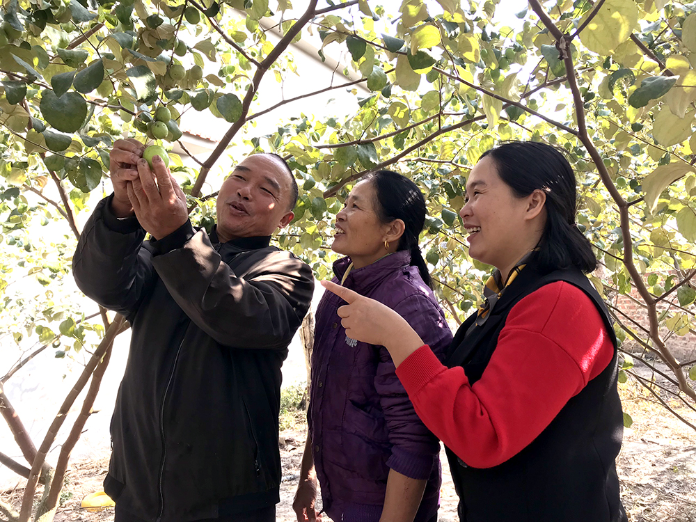 Hội viên HND thôn Đông Hà, xã Tân Lập, huyện Đầm Hà, chia sẻ kinh nghiệm trồng táo. Ảnh: Hoàng Quỳnh