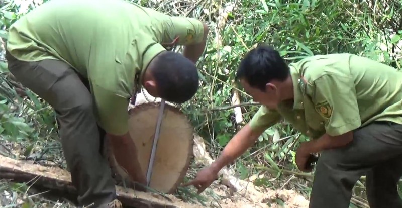  Tiếp nhận thông tin VOV phản ánh, lực lượng chức năng ở Đắk Lắk đã lập chuyên án, tổ chức vây bắt các đối tượng phá rừng.
