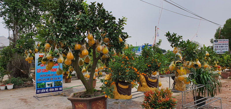  Nhiều sinh vật cảnh được bày bán tại chợ hoa xuân Quảng Yên năm 2020.
