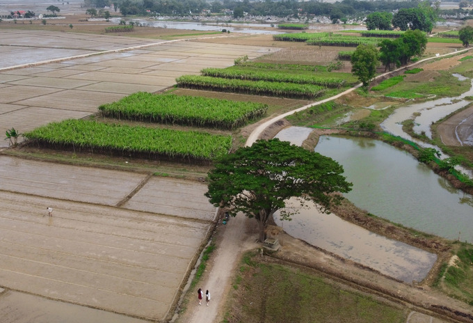 Nằm giữa cánh đồng mía của làng Hà Cảng, xã Quảng Phú, huyện Quảng Điền, cây vông đồng là nơi Ngạn và Hà Lan (phim Mắt Biếc) ngồi chơi.