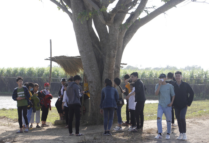 Sau khi ra rạp tháng 12/2019, mỗi ngày có hàng chục lượt khách tìm đến cây vông đồng để chụp ảnh làm kỷ niệm.   Trước sức hút của bối cảnh phim Mắt Biếc, Sở Du lịch tỉnh Thừa Thiên Huế và các địa phương được ghi hình trong phim đang xây dựng tour tham quan.