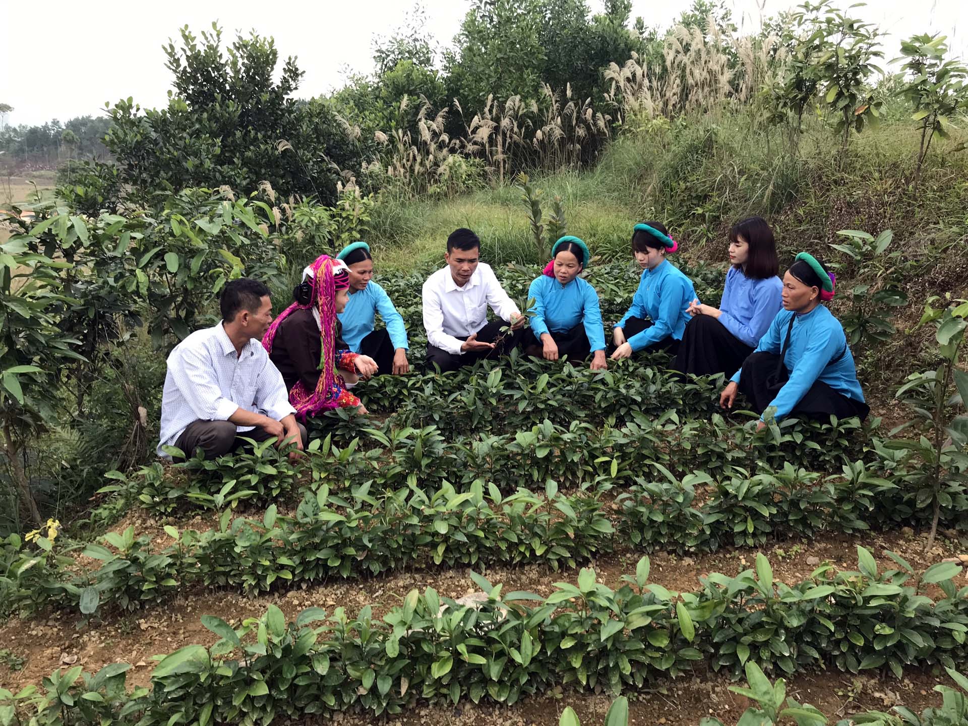 Cán xã Hải Sơn hướng dẫn người dân kỹ thuật trồng cây Trà Hoa Vàng.