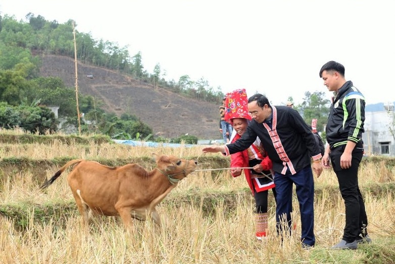 Lãnh đạo huyện trao bò giống cho các hộ nghèo.