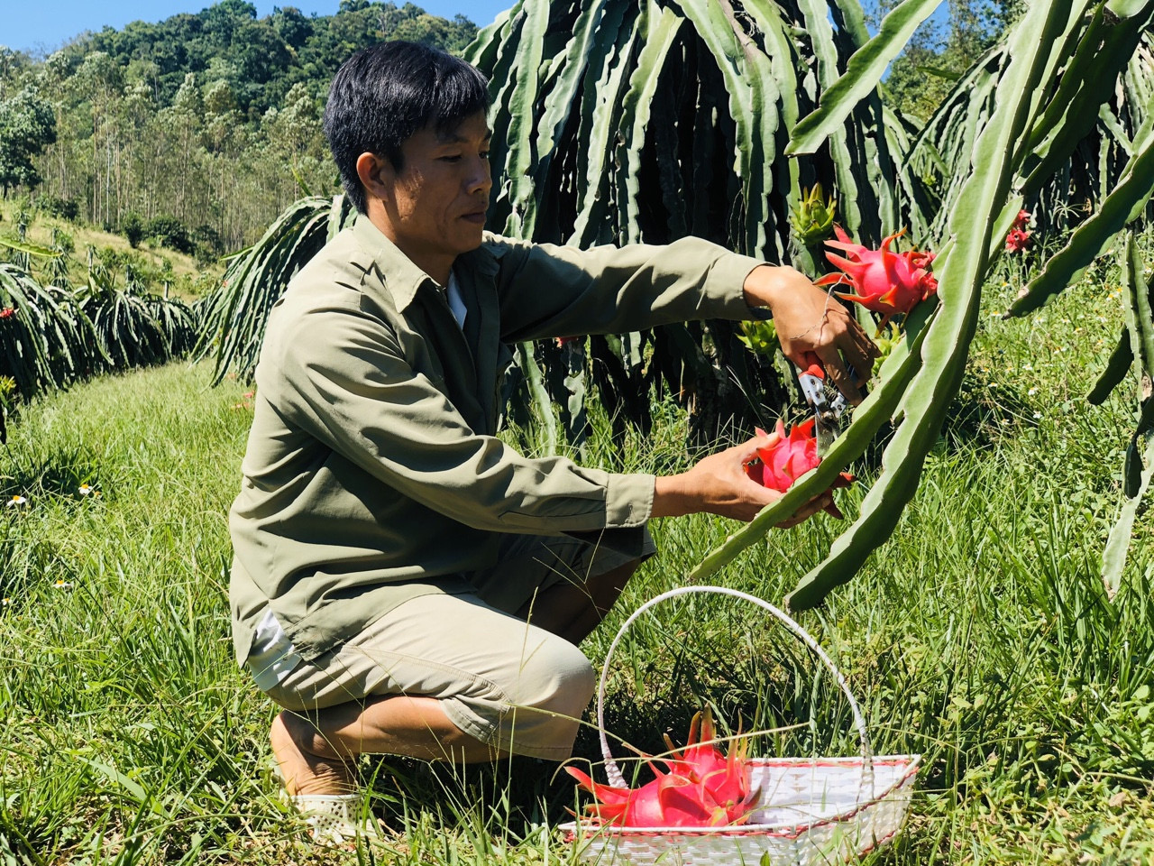 Thanh long Uông Bí là một trong 14 vùng trồng đủ điều kiện xuất khẩu vào thị trường Trung Quốc.