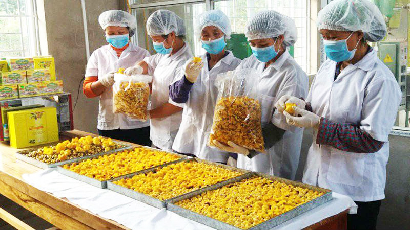 Sản phẩm trà hoa vàng của Công ty CP kinh doanh lâm sản Đạp Thanh (Ba Chẽ) lâu nay có tiếng trên toàn tỉnh song hiện chưa tham gia chuỗi cung ứng sản phẩm an toàn