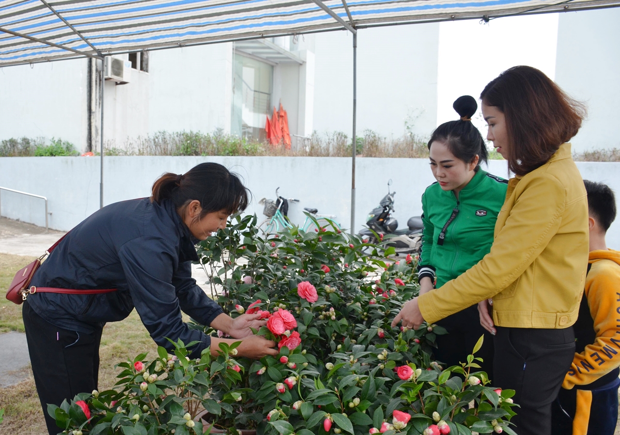 Người dân tìm mua hoa tại chợ Hoa Xuân 2020 do huyện Đầm Hà tổ chức.