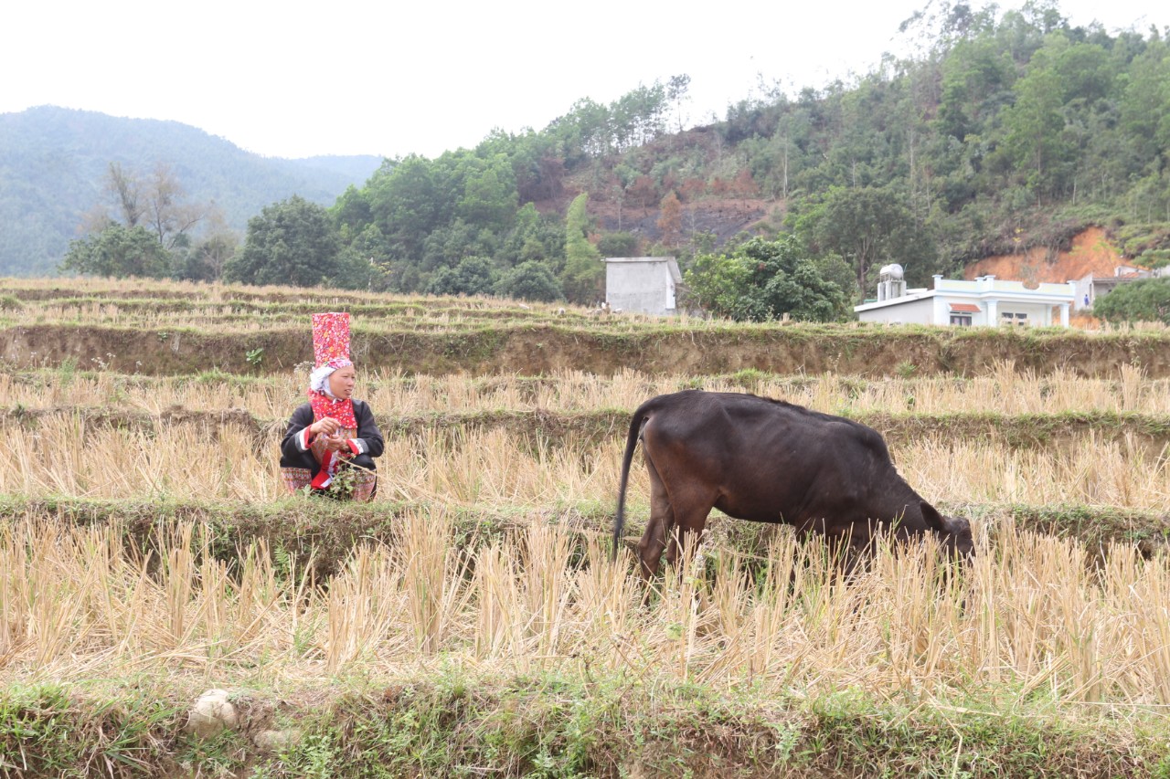 Nhờ được hỗ trợ giống bò sinh sản, gia đình chị Chíu Nhì Múi, thôn Nà Pò, xã Hoành Mô  đã từng bước ổn định cuộc sống, vươn lên thoát nghèo.