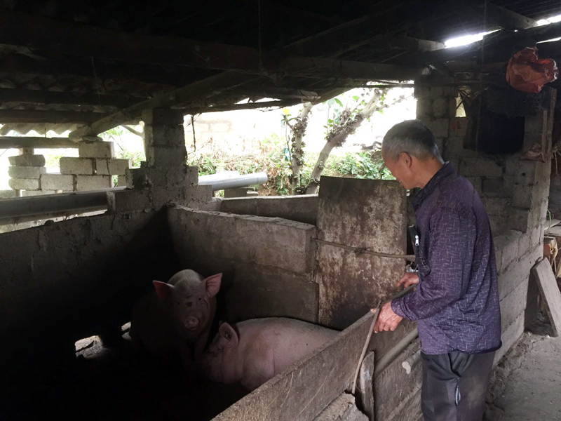 Mỗi lứa, gia đình ông Phùn Cắm Giểng nuôi từ 10-15 con lợn, mang lại thu nhập khá cho gia đình.
