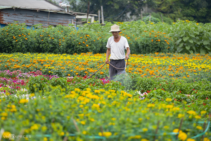  Người nông dân chăm sóc cho các luống hoa. Để chuẩn bị cho vụ Tết, người dân địa phương bắt đầu xuống giống, gieo trồng các loại hoa từ trước 6 - 8 tháng.