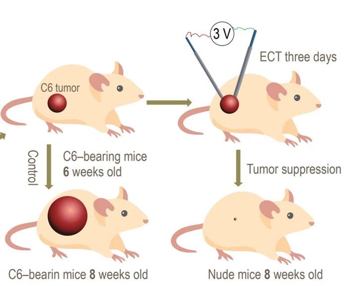 Hình ảnh minh họa khối u ở chuột giảm dần sau khi hóa trị liệu điện.