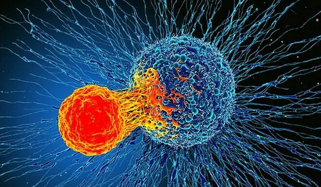 Tế bào T tấn công tế bào ung thư. Ảnh: Science Photo Library 