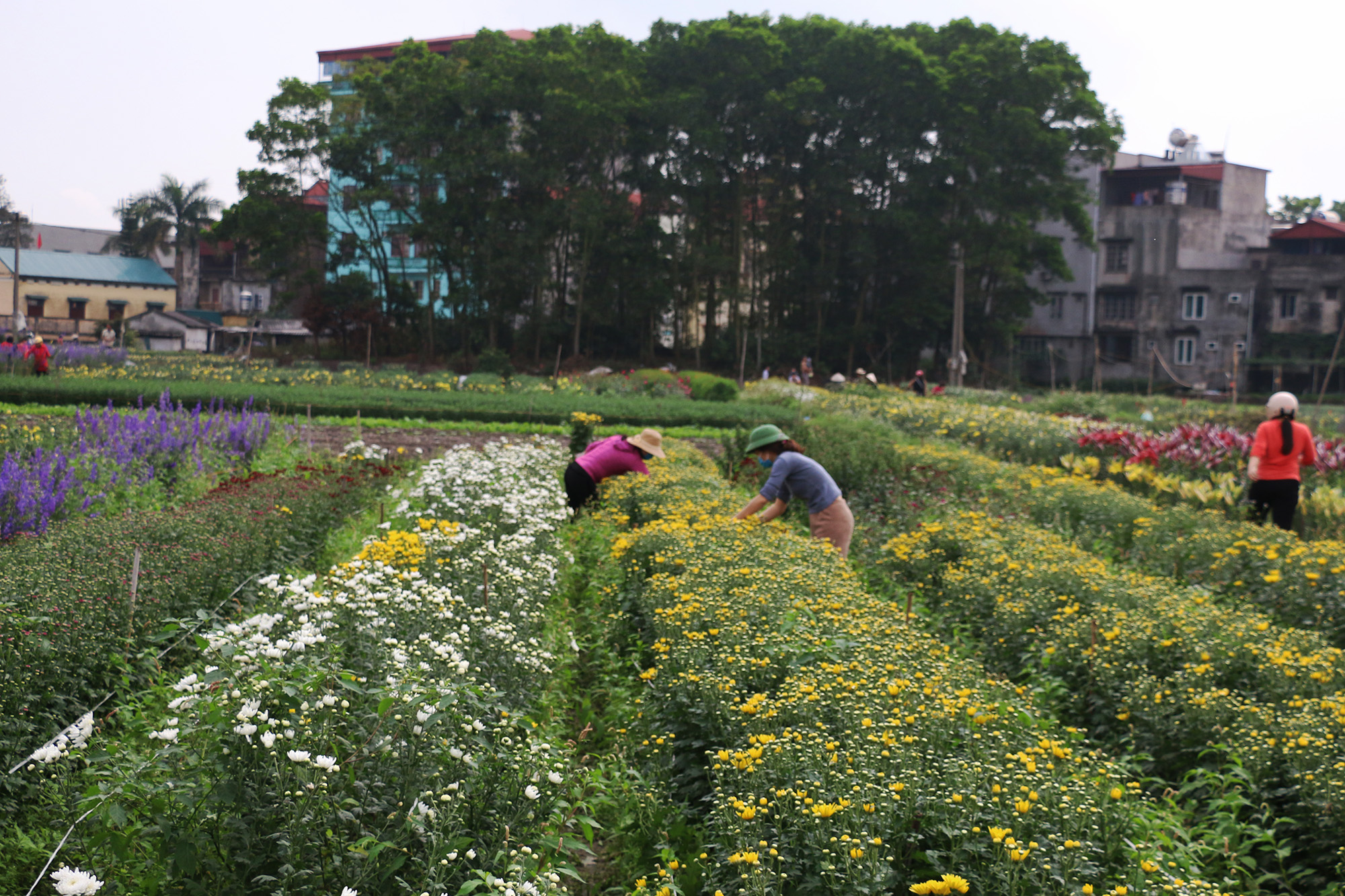 Để đảm bảo hoa cung cấp sau Tết, người dân trồng hoa tại phường Hoành Bồ, TP Hạ Long cũng đã ra vườn chăm sóc hoa từ rất sớm.