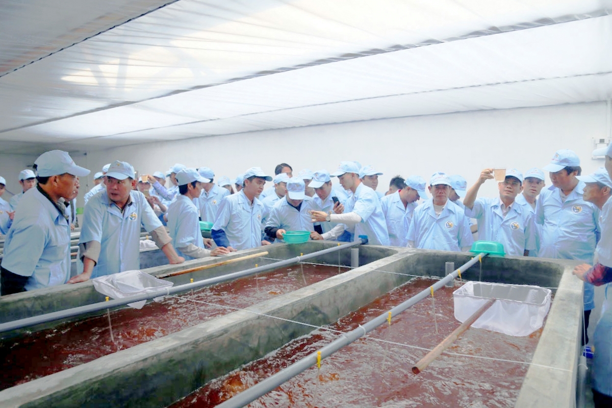 Các doanh nghiệp, hộ nuôi tôm tham quan khu phức hợp sản xuất tôm giống chất lượng cao của Tập đoàn Việt - Úc tại xã Tân Lập. Ảnh: Hữu Việt