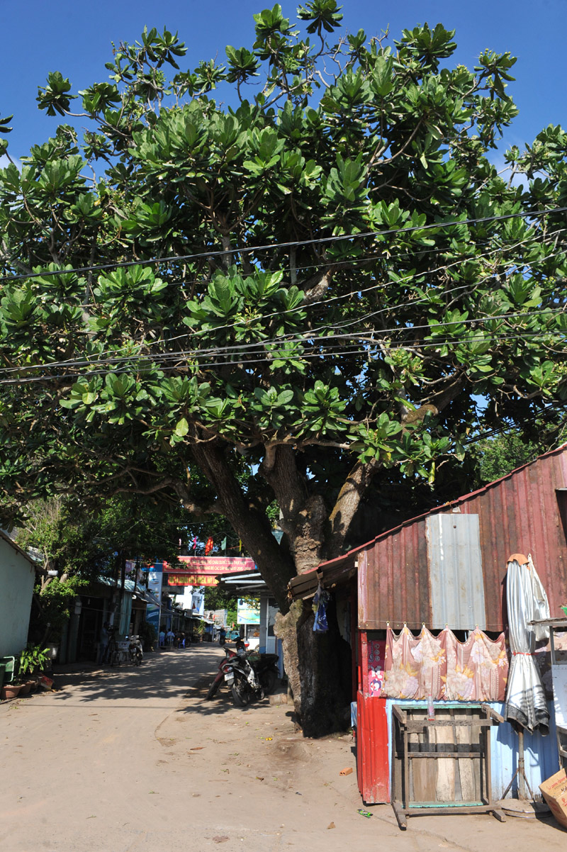 Một cây bàng vuông trên đảo Thổ Chu.