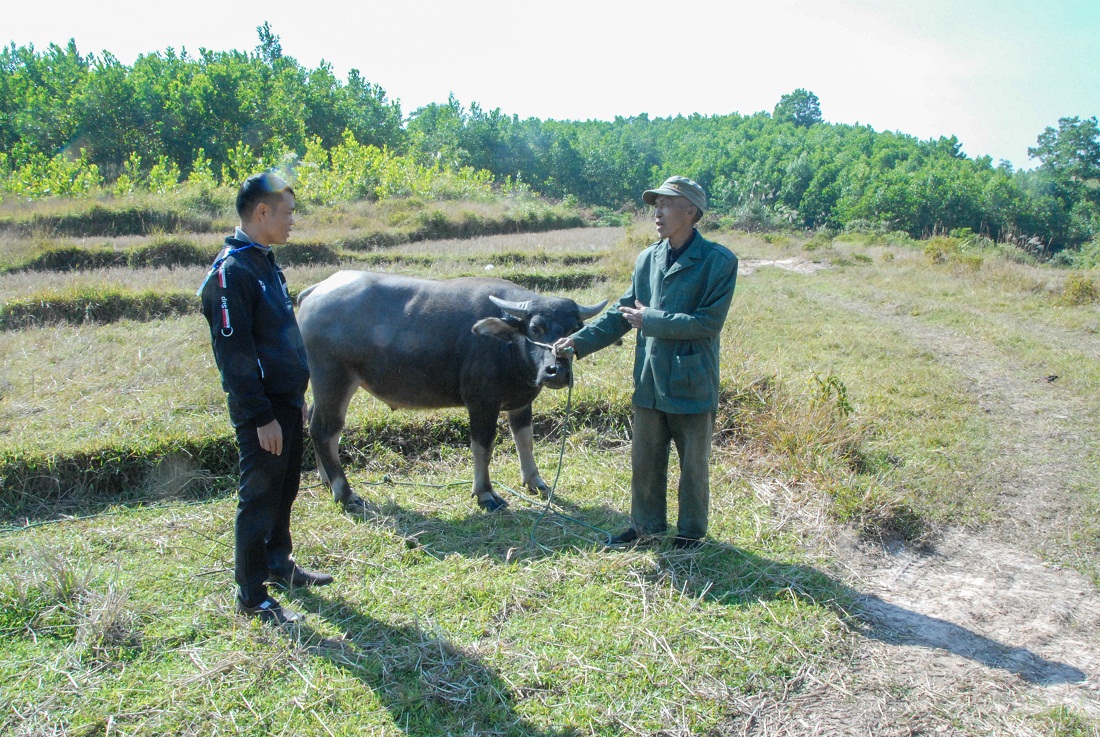 Cán bộ Ủy ban MTTQ xã Quảng Phong, huyện Hải Hà (bên trái) nắm tình hình hỗ trợ trâu sản xuất cho hộ nghèo của xã.