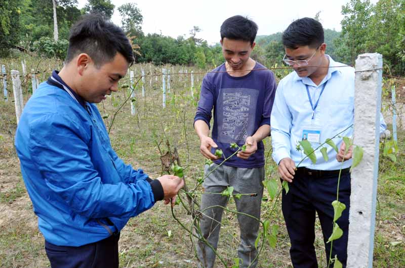 Đồng chí Bàn Văn Vy (đầu tiên bên trái) giới thiệu mô hình trồng cây Sachi cho lãnh đạo xã Kỳ Thượng