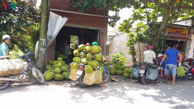 Trái thanh long tại huyện Chợ Gạo dội hàng, sụt giá.