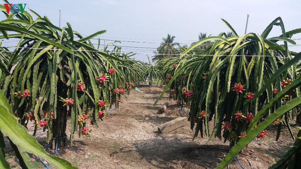 Vườn thanh long ruột đỏ tại xã Quơn Long, huyện Chợ Gạo chín đỏ nhưng chưa có người mua.