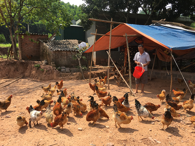 Mô hình nuôi gà Tiên Yên mang lại thu nhập ổn định cho người dân.
