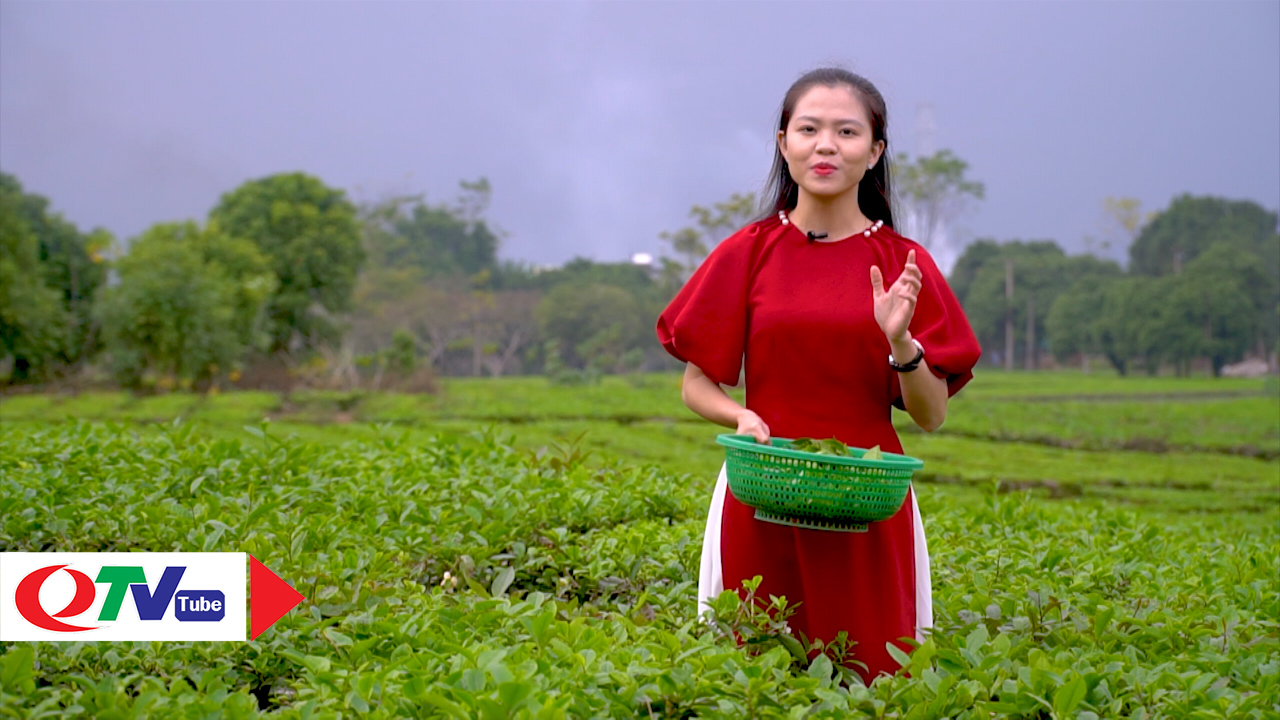 Thưởng thức chè xuân trong ngày Tết