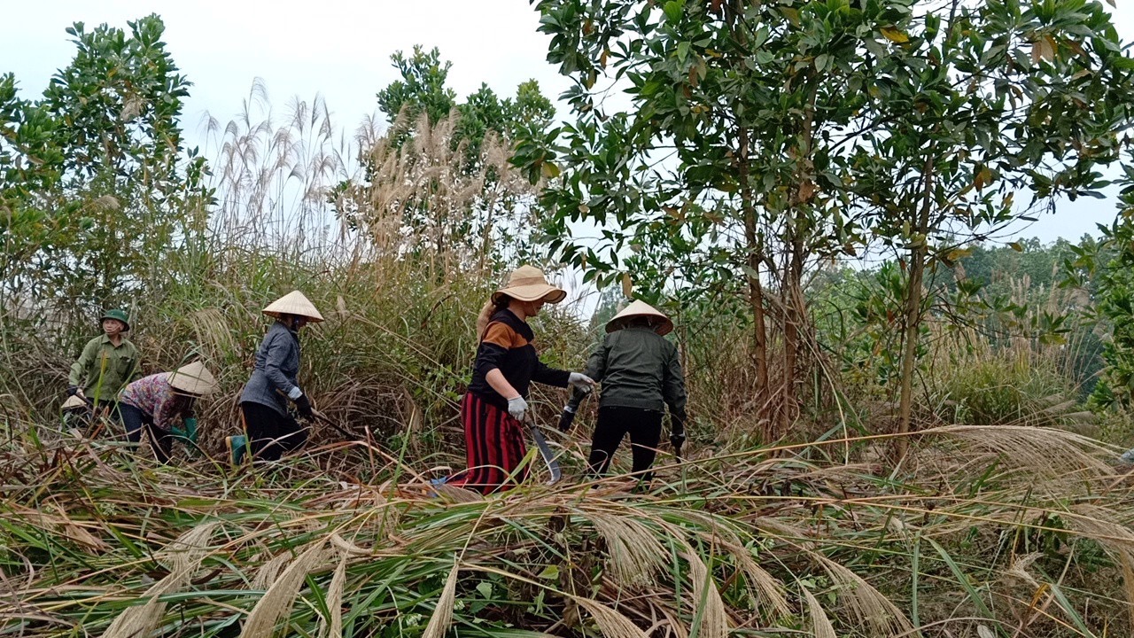 Chi hội phụ nữ khu 8, thị trấn Trới (nay là phường Hoành Bồ) giúp bà Huệ phát rừng.