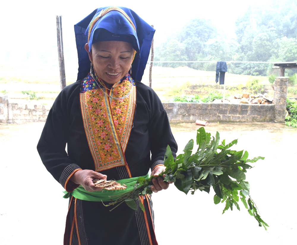 Theo chị Triệu Kim Thành, thôn Nà Bắp, xã Đồn Đạc thì cả vỏ lẫn lá của cây Sàn Liên đều có tác dụng chống cúm